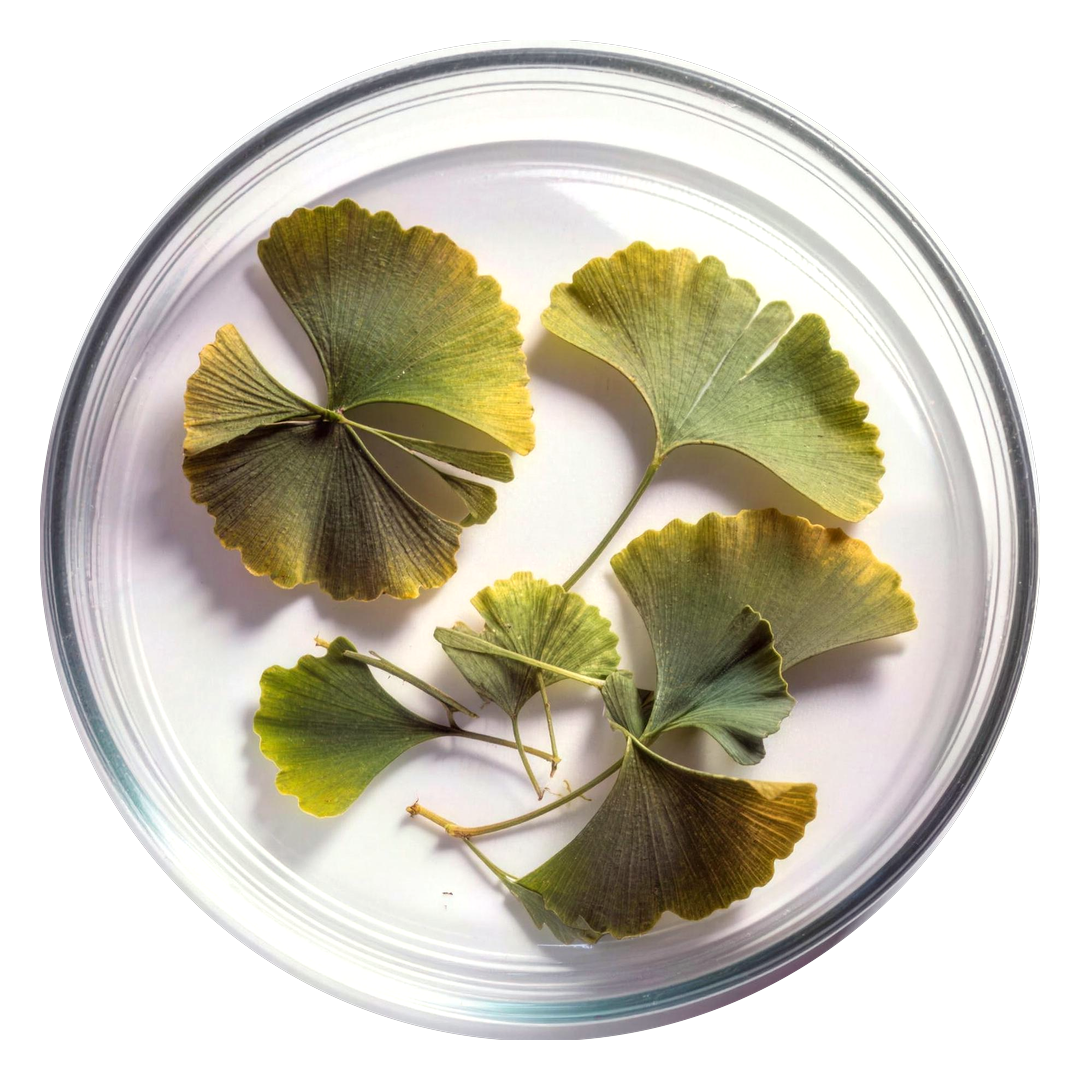 Ginkgo biloba leaves in a glass petri dish