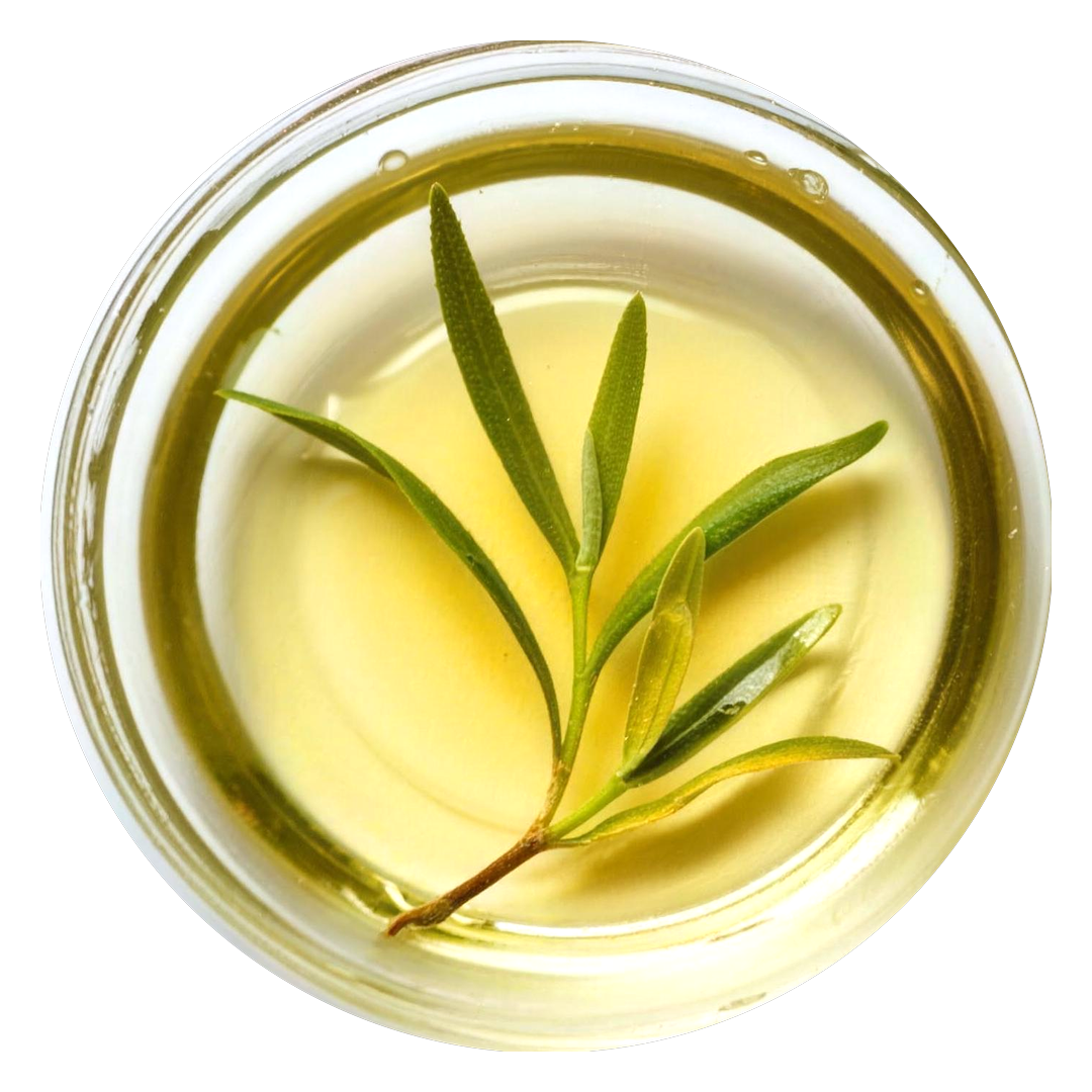Tea tree oil with a sprig in a glass petri dish
