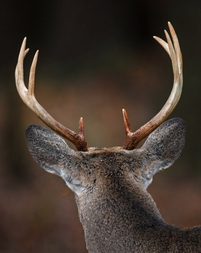 Deer Antler Velvet Benefits: What It May Help With & What the Evidence Really Says